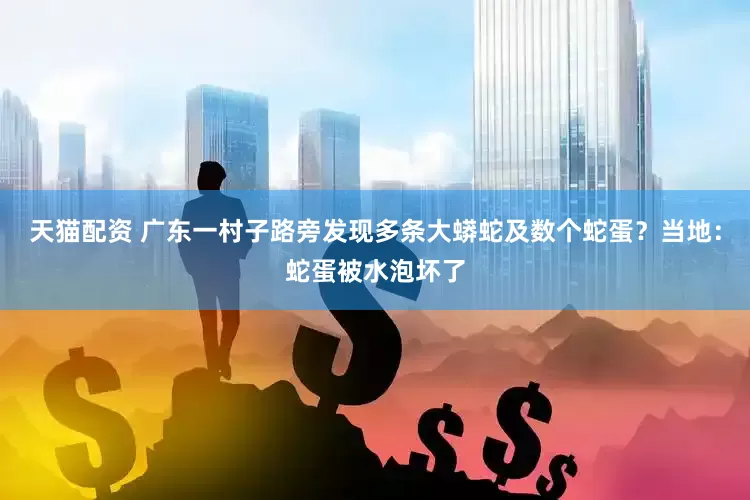 天猫配资 广东一村子路旁发现多条大蟒蛇及数个蛇蛋？当地：蛇蛋被水泡坏了